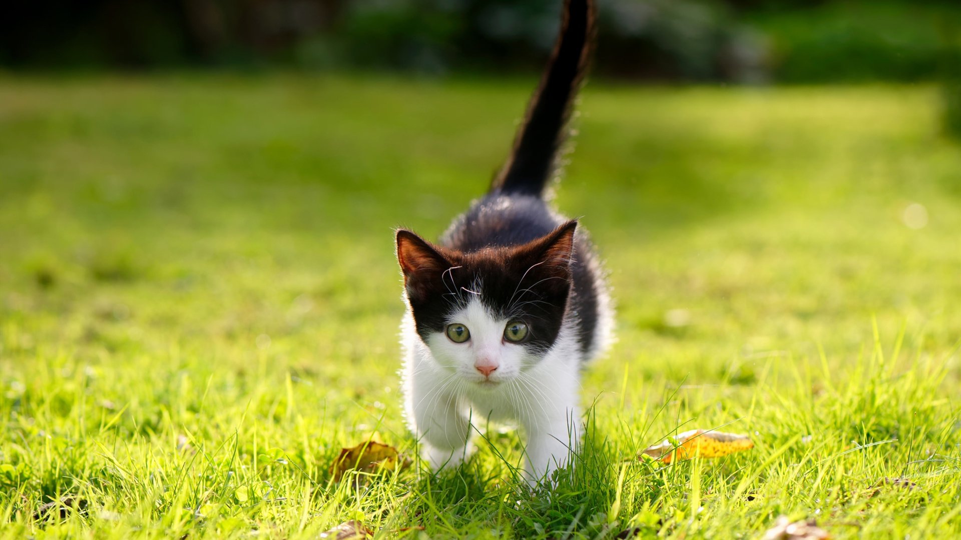 -奥预赛中国女足战胜 球迷纷纷点赞,中国女足奥预赛比赛视频