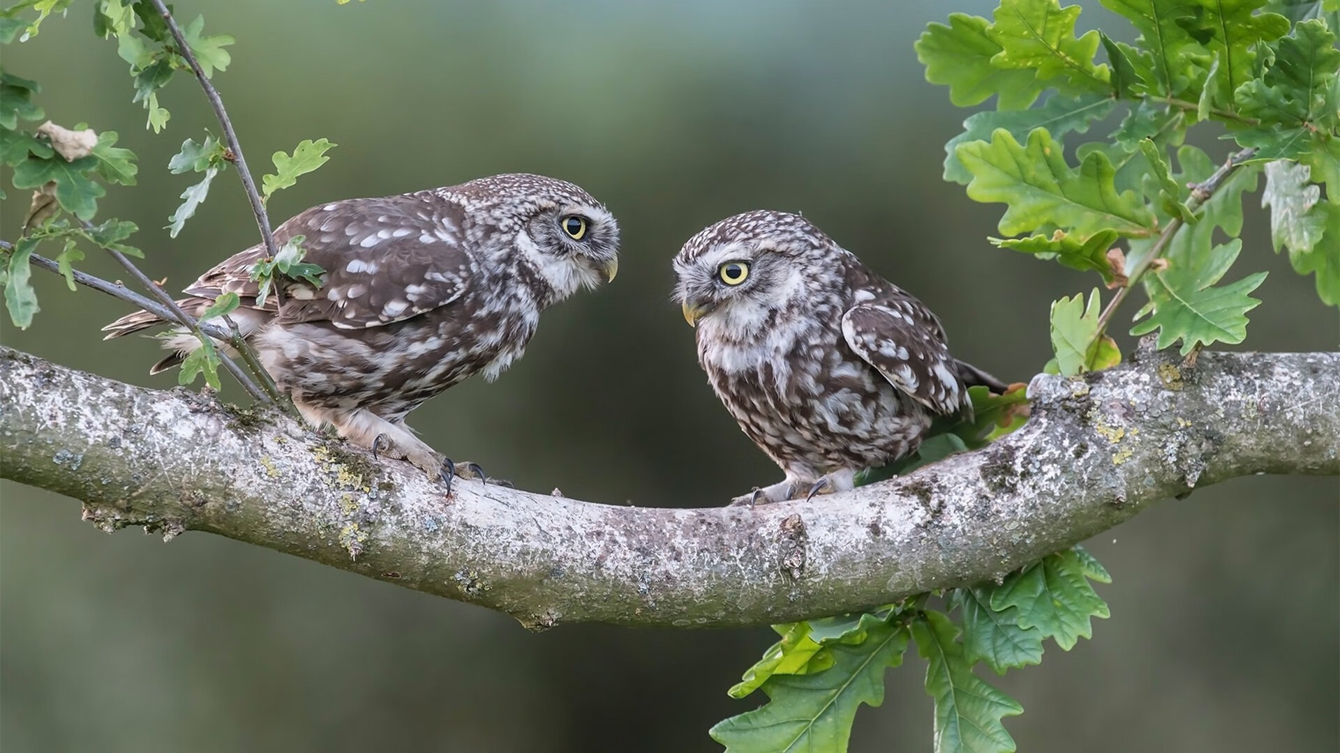 米兰体育官网-杨瀚森稳定发挥帮助球队持续维持领先优势，杨翰简介