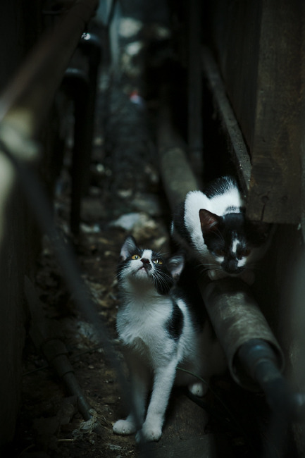 米兰体育-球迷看好马竞晋级，博塔弗戈被看作挑战者，博塔弗戈足球俱乐部