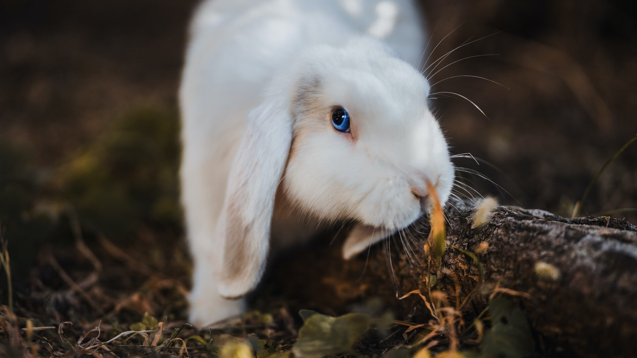 MILANSPORT入口-男子蝶泳争金惜败留遗憾,男子蝶泳世界记录