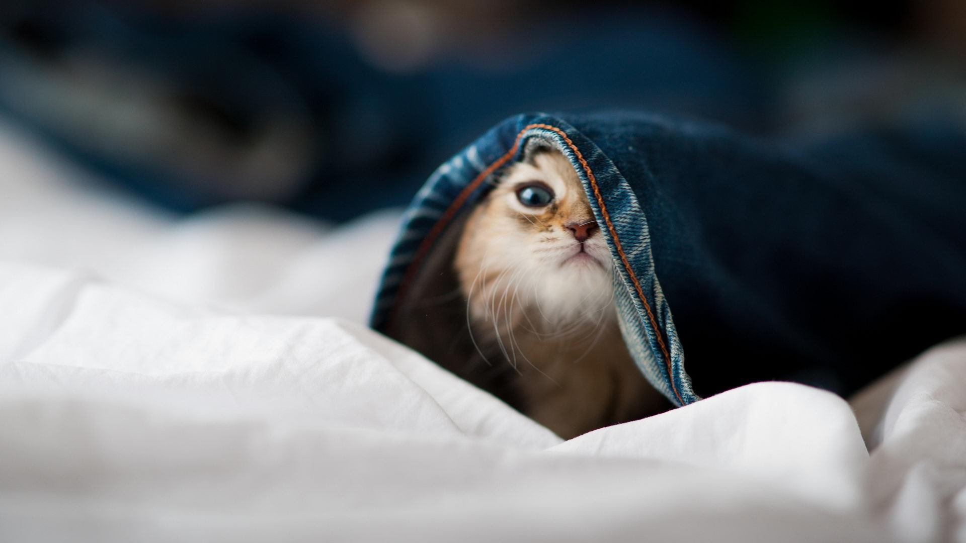 MILANSPORT下载-世界杯战术大爆炸：变化多端，引领足球新潮！，世界杯打仗