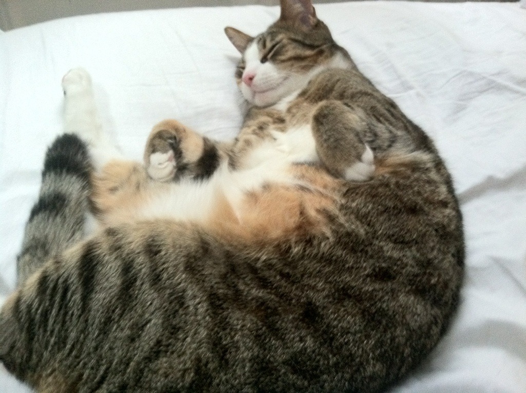 米兰登录入口-中国足球青少年足球发展基金支持项目增加,中国足球青少年计划