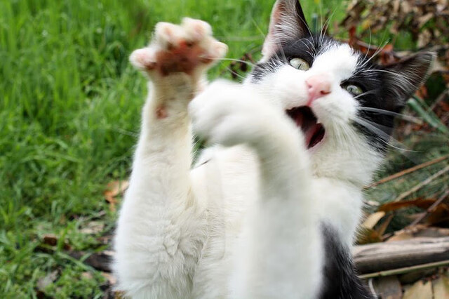 米兰体育官网-多方协作下赛事保障顺利提升整体赛事运行效率与口碑,做好赛事服务保障工作