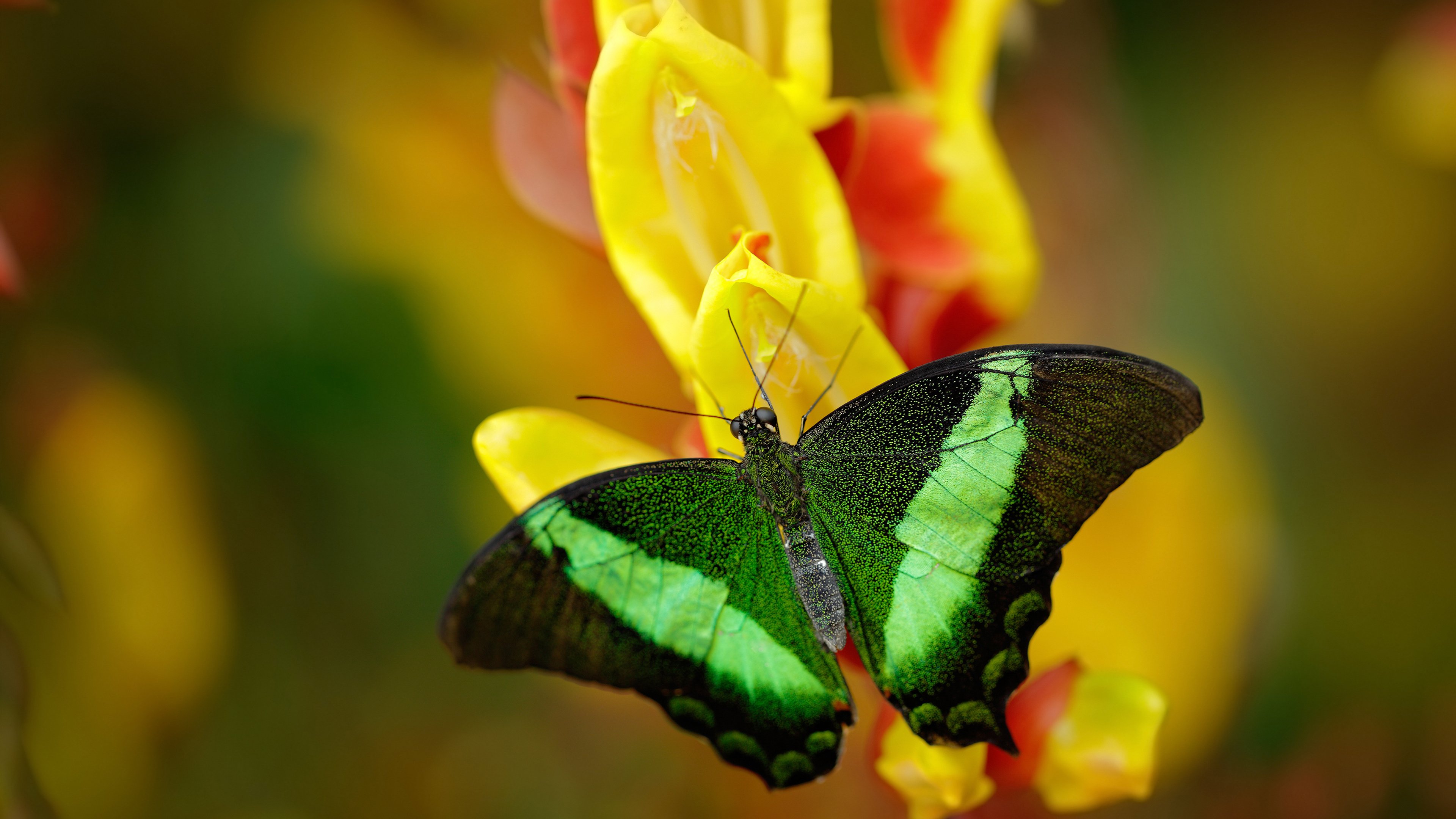 米兰体育官网-巴勒斯坦男篮在西亚锦标赛中拼搏，期待崛起