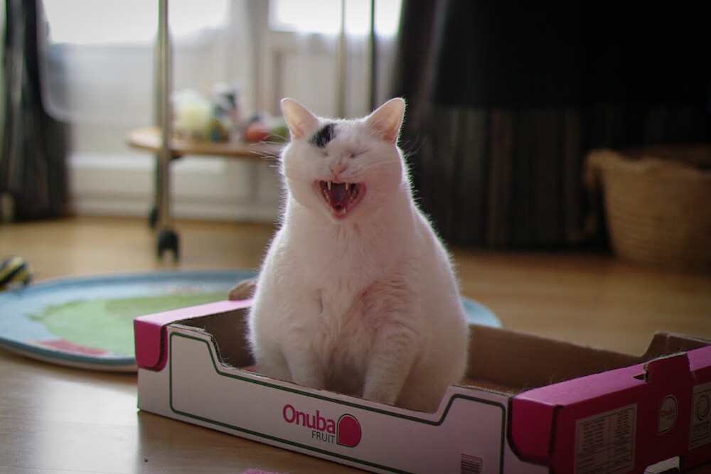 米兰登录入口-波尔曼在关键时刻的精准决策,助袋鼠队制胜,波尔曼斯