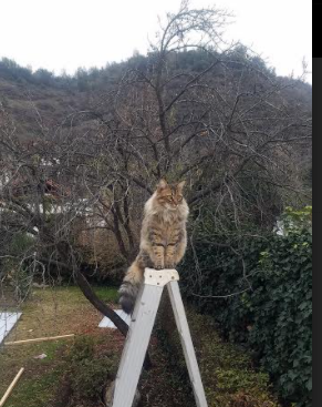 MILANSPORT下载-范奥特尔戴克闯入决赛创历史,范戴克凯尔特人