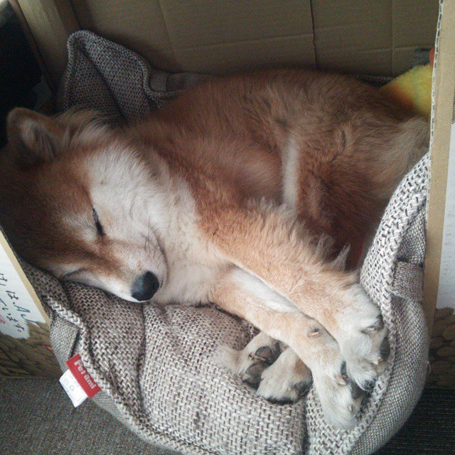 AC米兰-青少年篮球联赛增加个人成就徽章系统提升动力,青少年篮球大赛