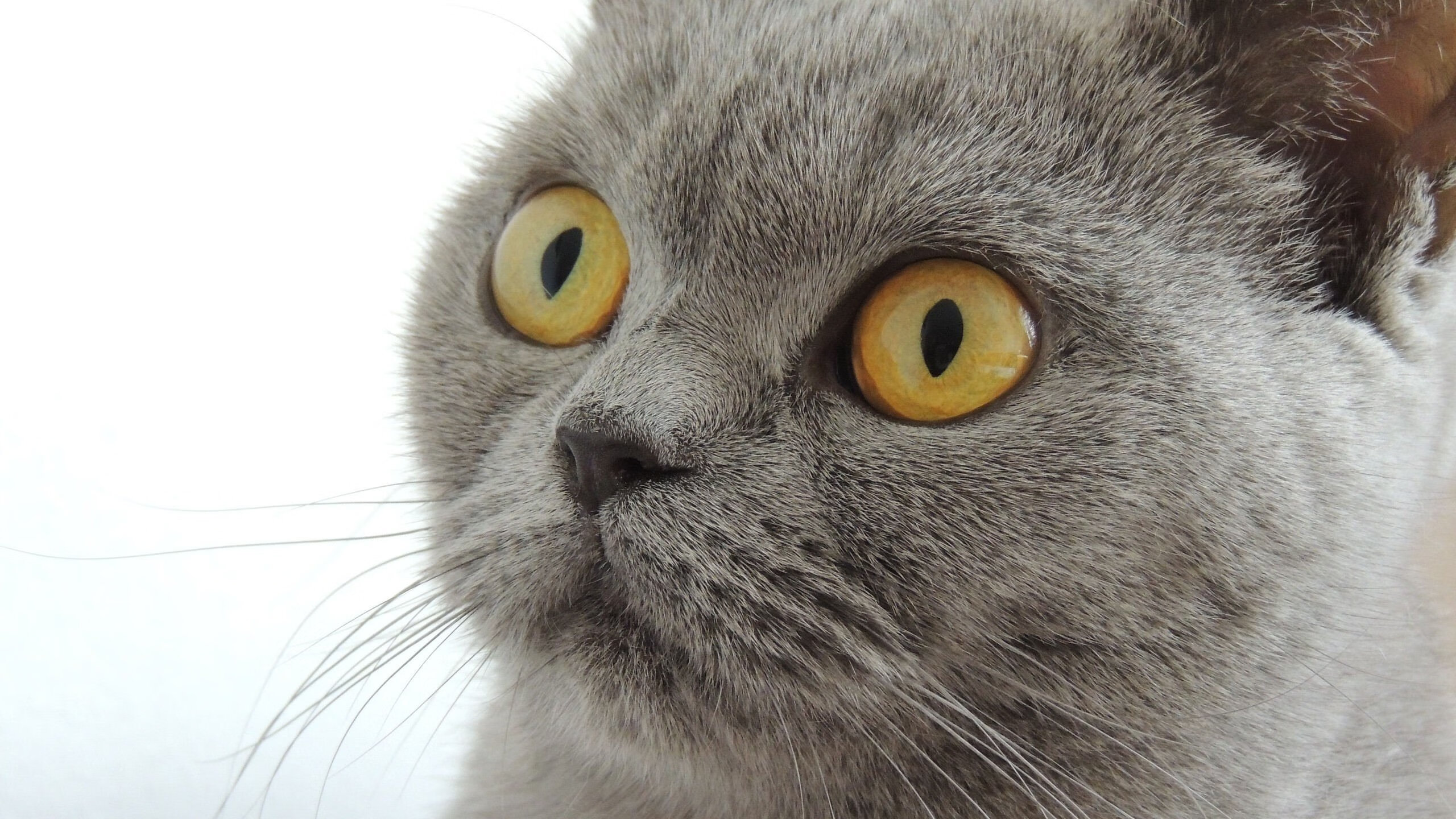 米兰体育官网-黎巴嫩男篮在西亚锦标赛中奋勇直追，冲击奥运入场资格，男篮黎巴嫩冲突视频