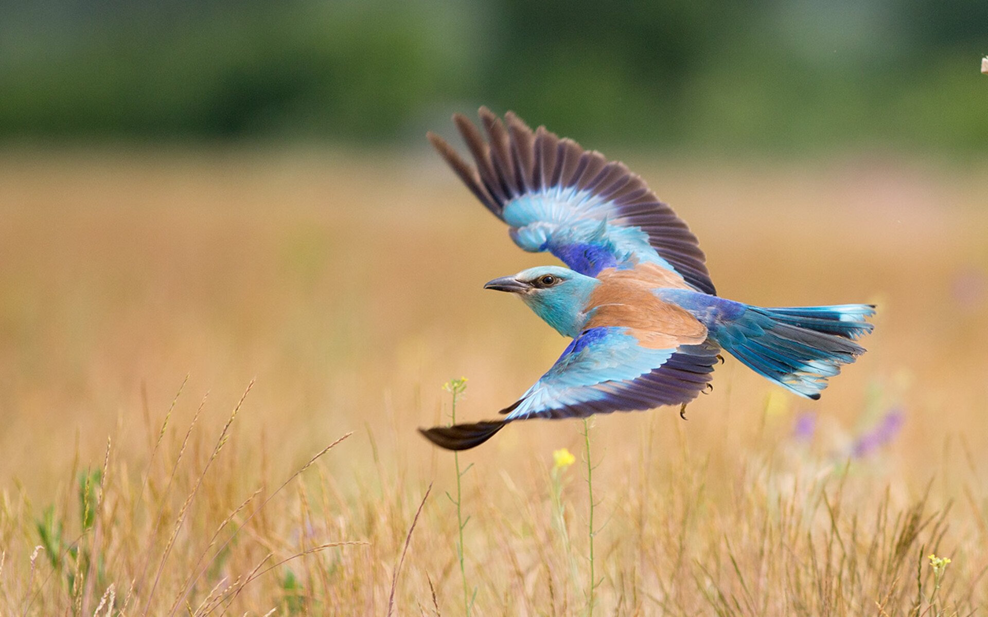 米兰体育APP-32岁神锋神勇爆发，孔帕尼带队击败世俱杯冠军续写6连胜，孔帕尼转会